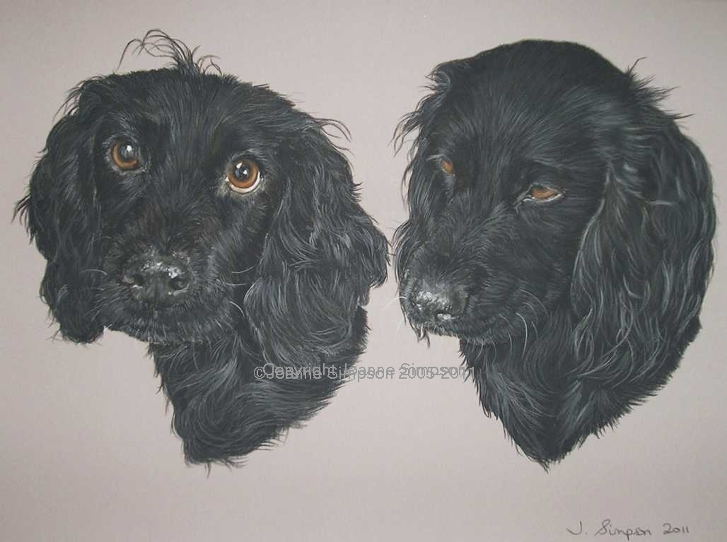 Black English Cocker Spaniel pet portrait by Joanne Simpson